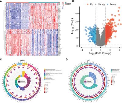 Unraveling immunotherapeutic targets for endometriosis: a transcriptomic and single-cell analysis